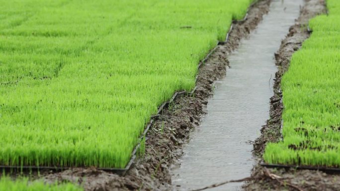 水稻秧苗培育基地喷淋灌溉