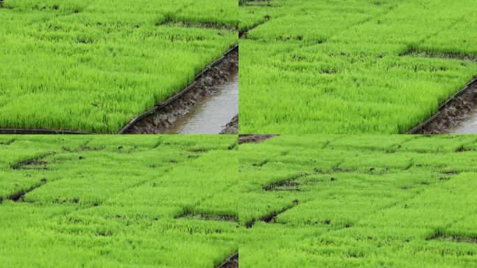 水稻秧苗培育基地喷淋灌溉