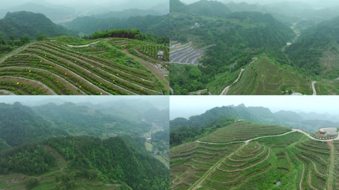 航拍高山茶园-茶叶梯田