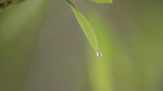 竹叶 水滴