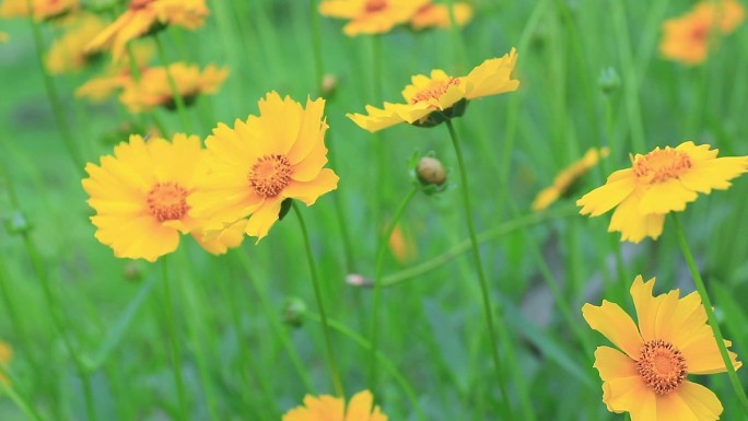 金鸡菊 小波斯菊 金钱菊 蜜蜂采蜜