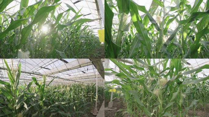 玉米 农业开发 绿色