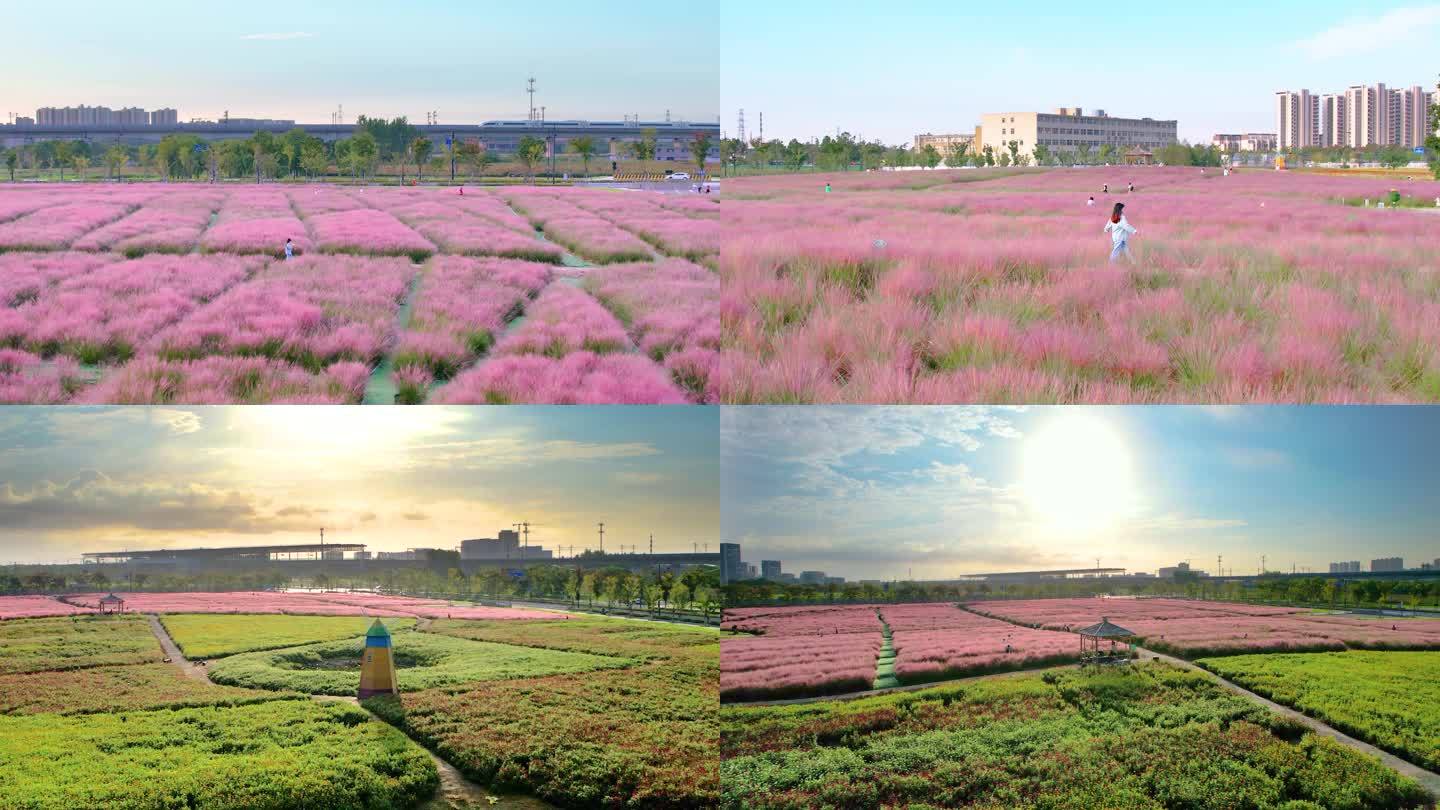 航拍杭州临平粉黛花海