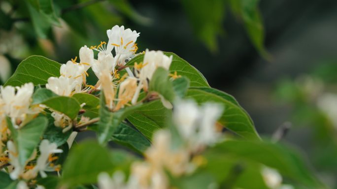 金银花 中药材 药材 中药 草药