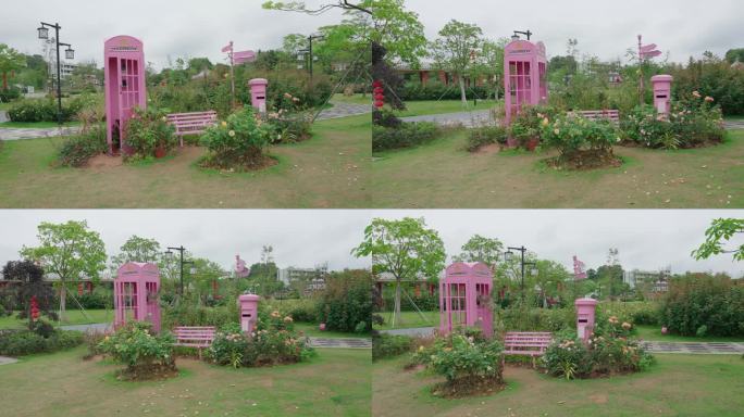 月季花 后花园 鲜花盛开 后院花开 公园