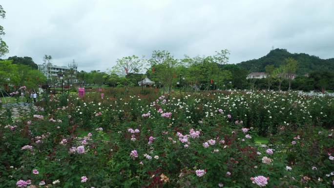 城市公园 深圳五指耙公园 月季花 航拍