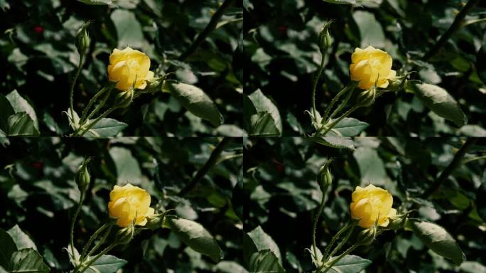 一朵含苞欲放的黄玫瑰