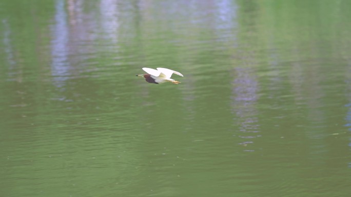 湖面飞鸟
