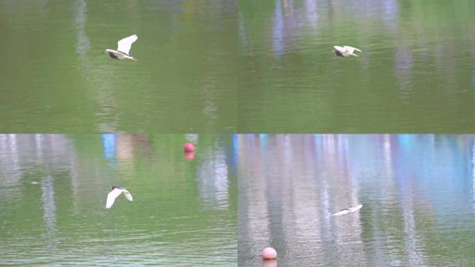 湖面飞鸟