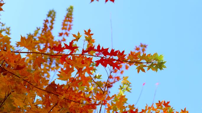 金色风景秋天枫叶红