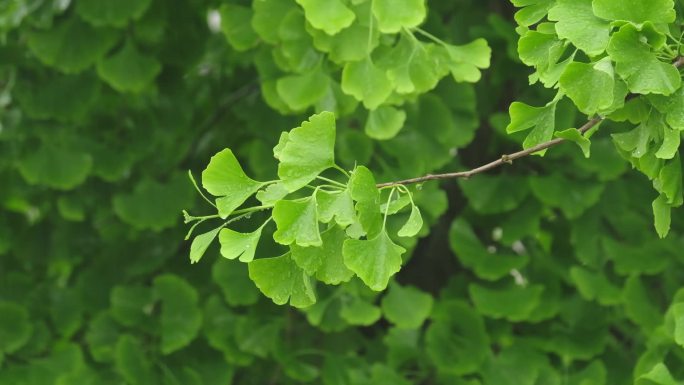 升格拍摄梅雨季节雨水淋在银杏叶上