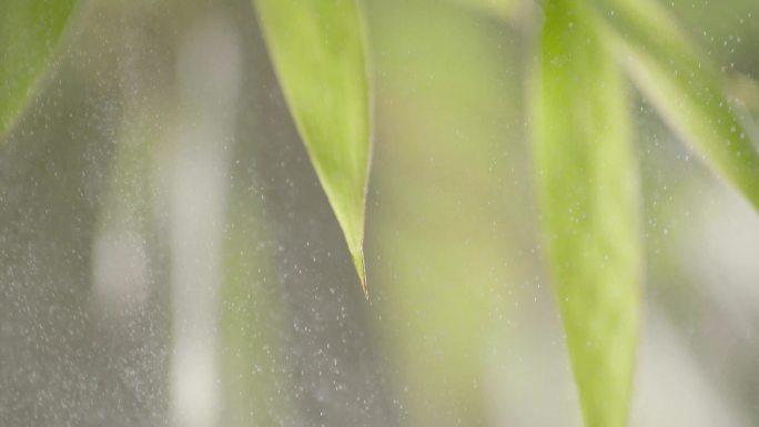 雨中竹叶