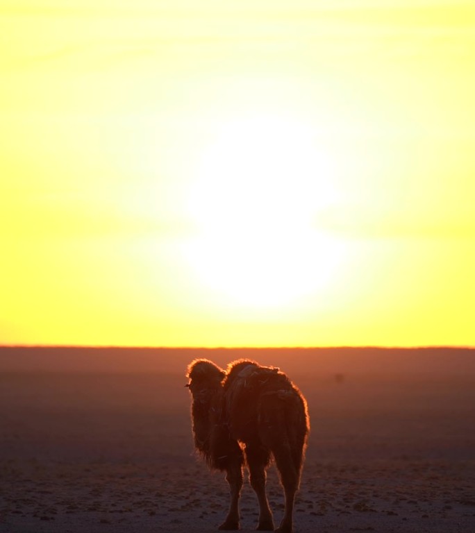 内蒙古沙漠日出骆驼
