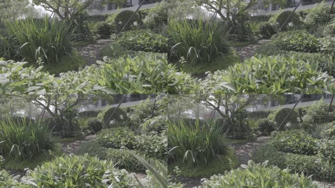 4k log格式 景观绿植 特写 空镜头