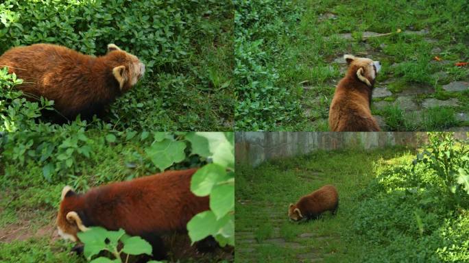 小熊猫浣熊小浣熊