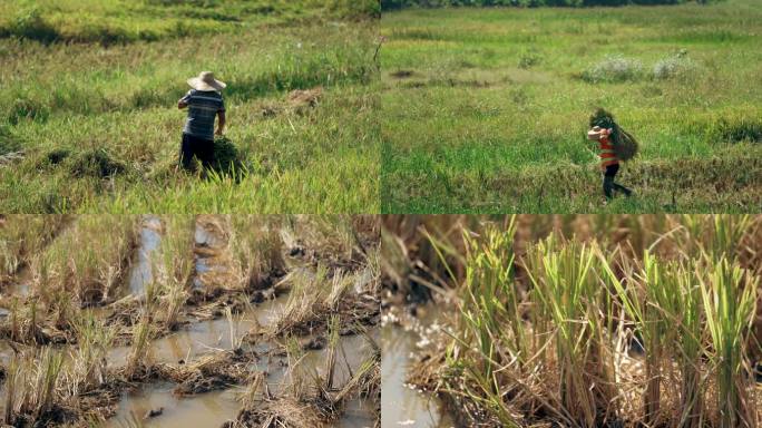 湿地水稻收割