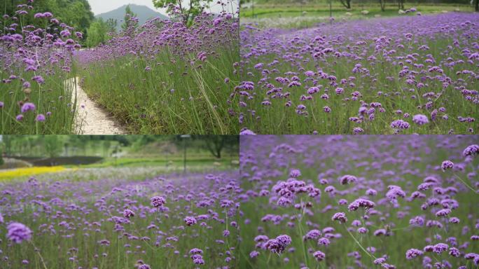 马鞭草花海