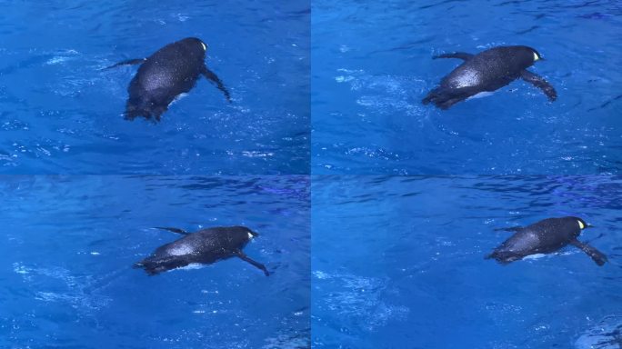 4K原创 企鹅游泳