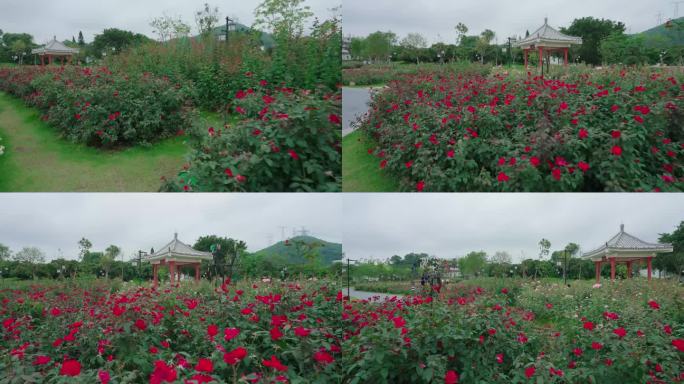 月季花 后花园 鲜花盛开 后院花开 公园