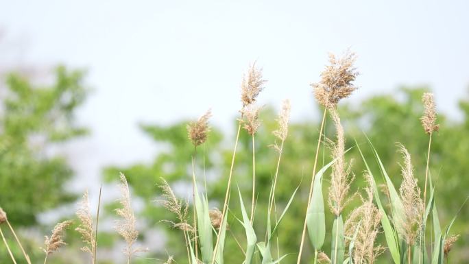 芦苇随风飘动