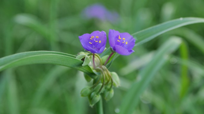紫露草花