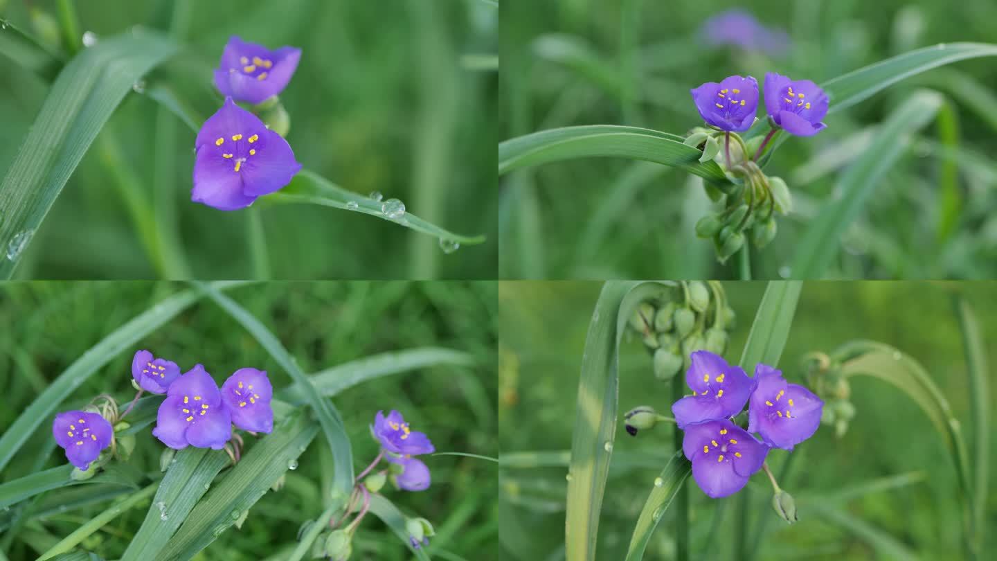 紫露草花