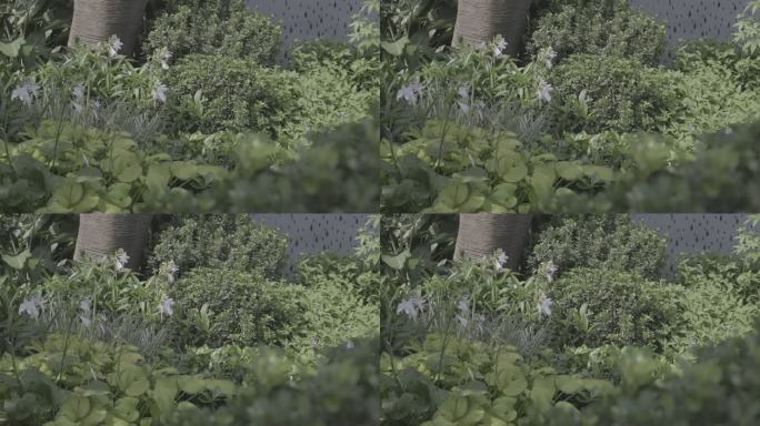 4k log格式 景观绿植蝴蝶特写空镜头