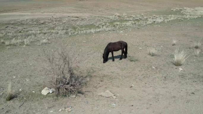 马儿在戈壁滩吃草