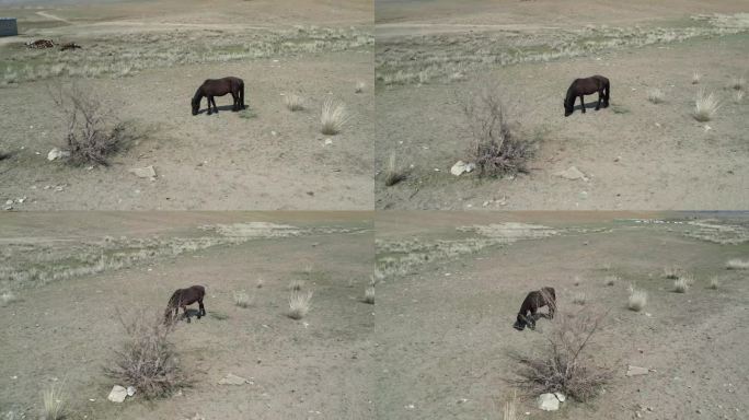 马儿在戈壁滩吃草