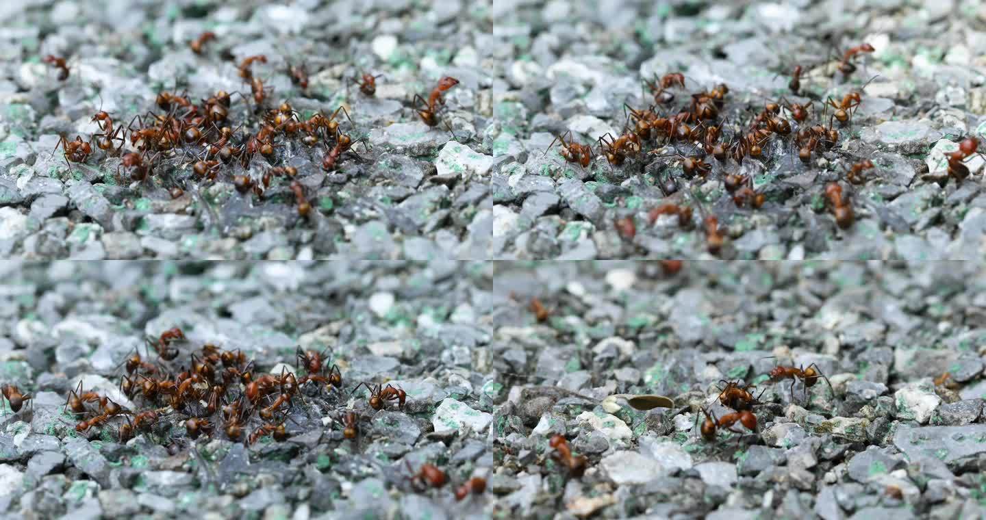 蚂蚁寻食