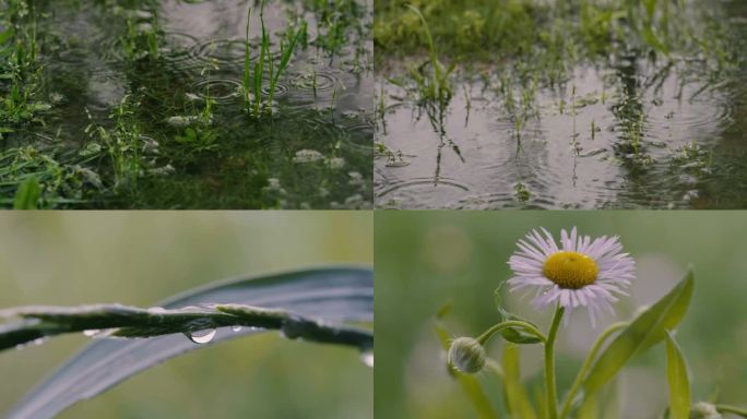 谷雨时节雨天的植物