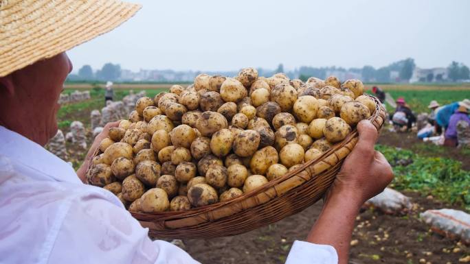 豆田土豆收割农业