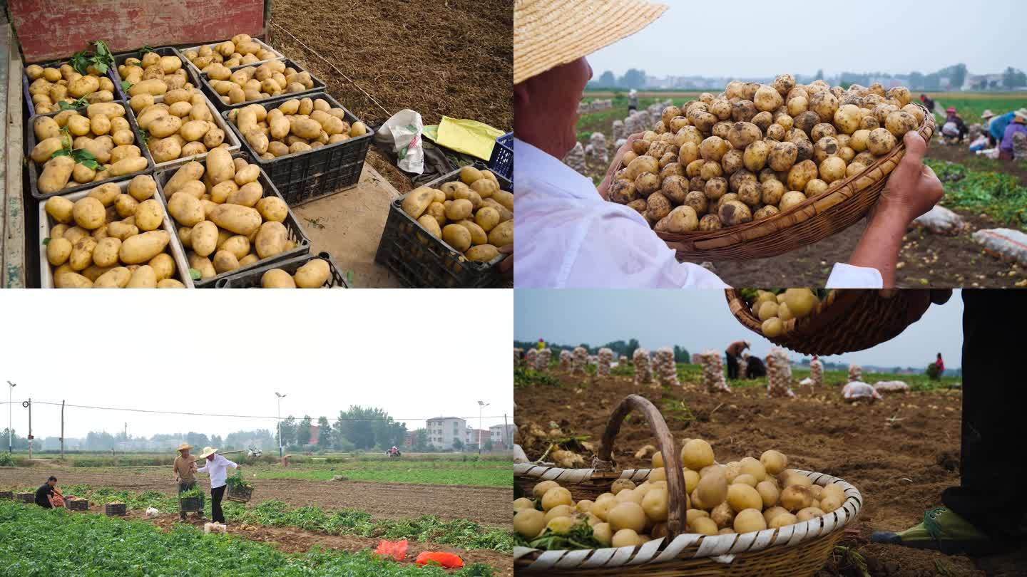豆田土豆收割农业
