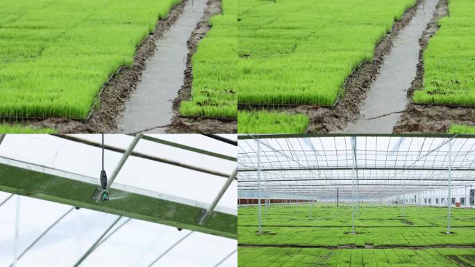 水稻秧苗培育基地喷淋灌溉
