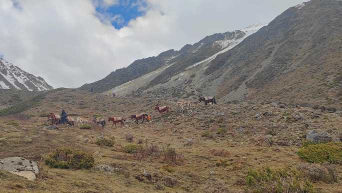 四川甘孜贡嘎山区那玛峰驮运行李的马队