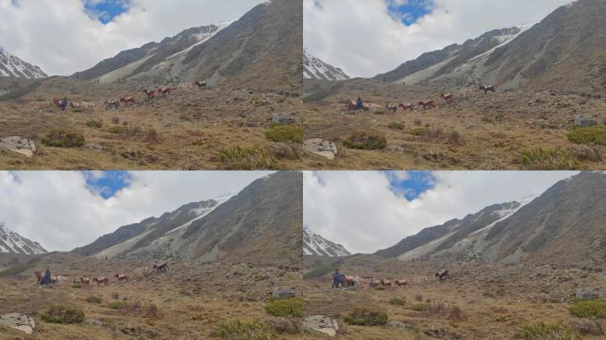 四川甘孜贡嘎山区那玛峰驮运行李的马队