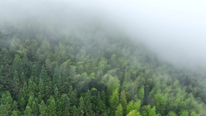 雨后森林航拍雪松树林云雾缭绕绿色生态环境