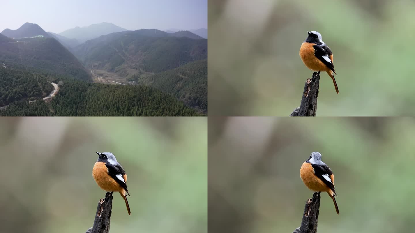 树枝上唱歌的小鸟、南岭北红尾鸲1