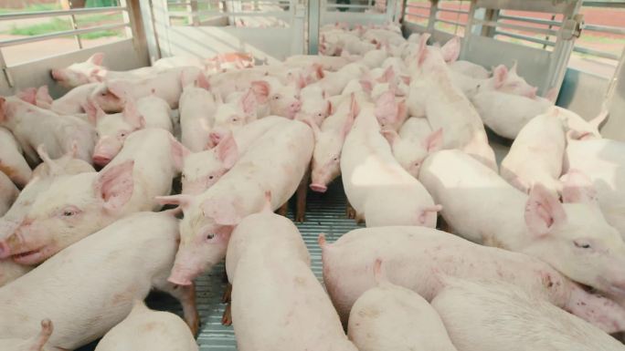 4K进口猪 野猪 养殖 养猪 白猪 猪肉