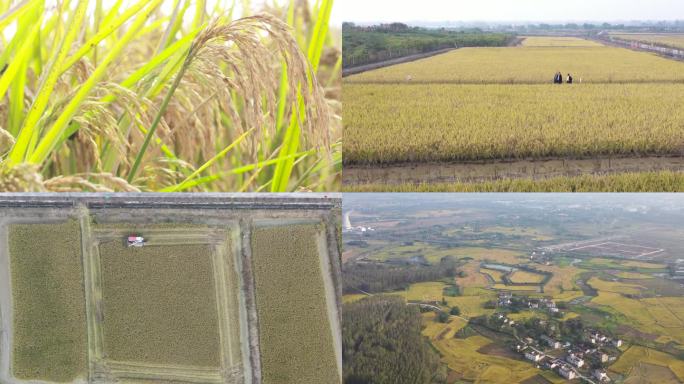 水稻 农业 种植丰收 节气 稻田  麦穗