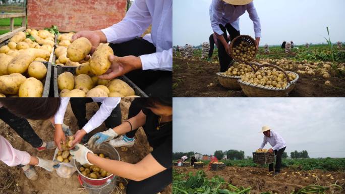 土豆田土豆收割农业