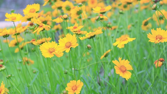 金鸡菊 小波斯菊 金钱菊 蜜蜂采蜜