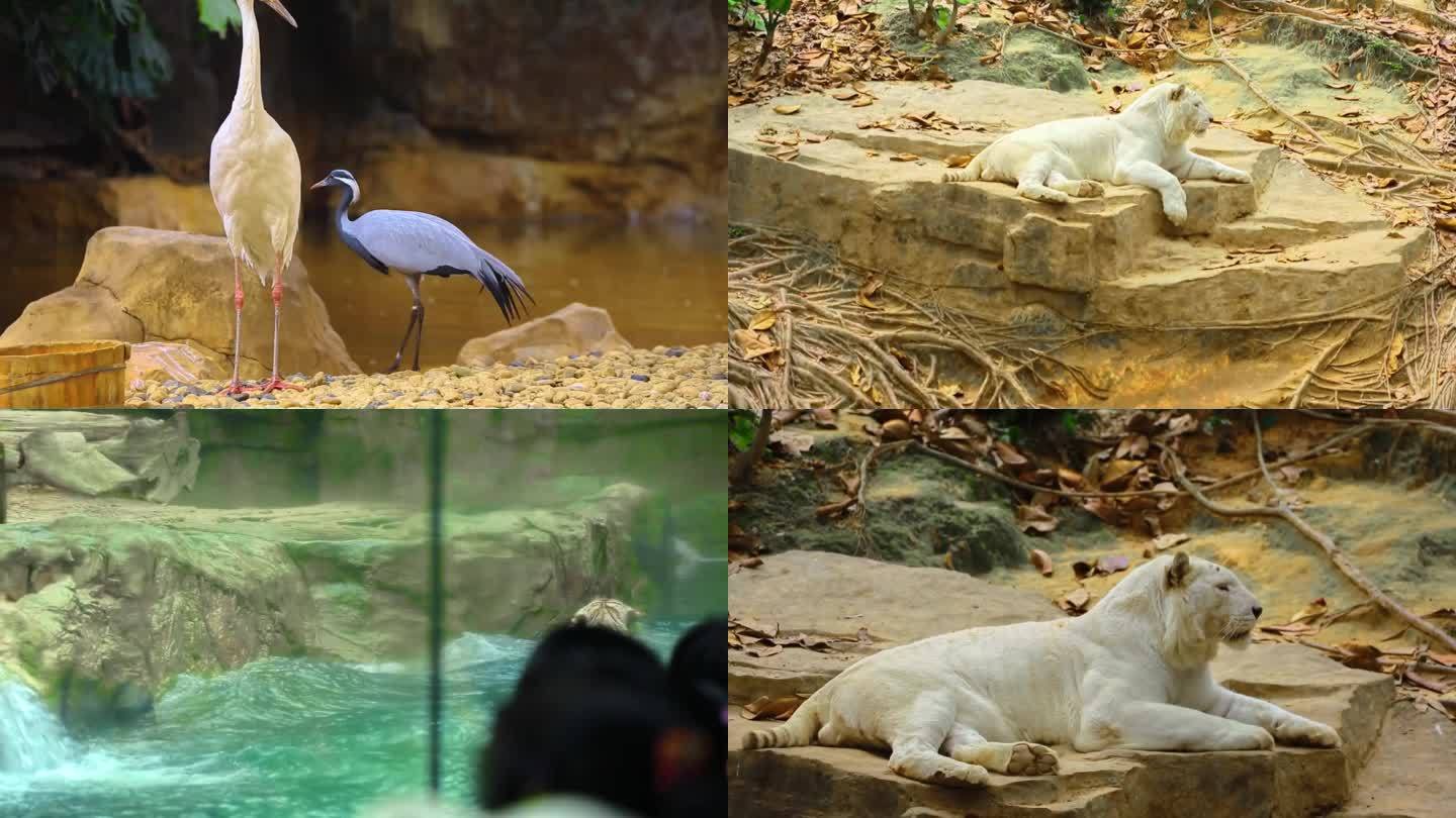 动物园 保护动物 自然生态