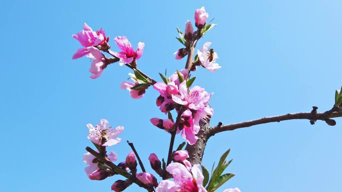 桃花朵朵开