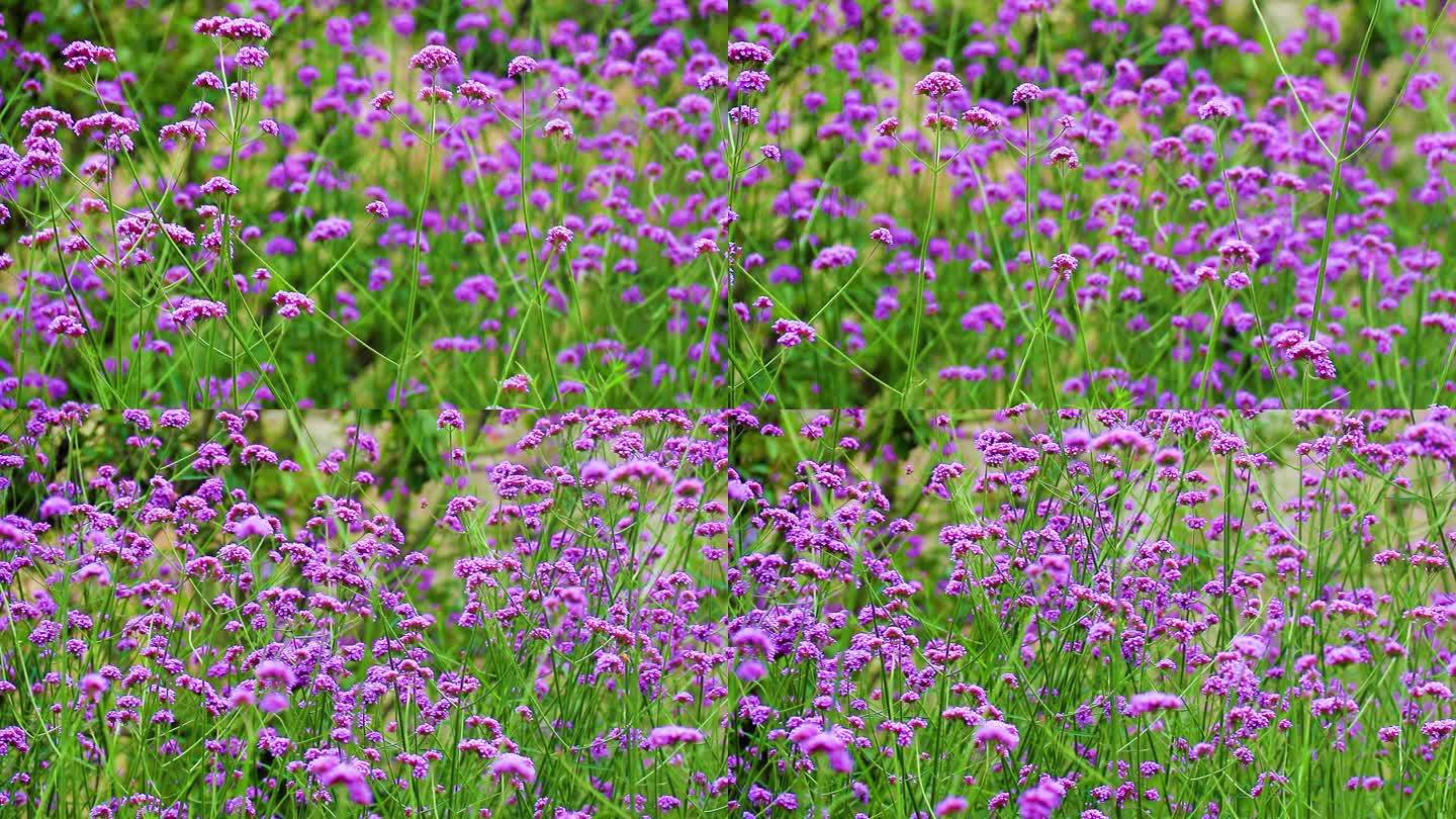 马鞭草 小紫花 紫色花朵