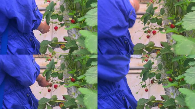 大棚里采摘草莓（3）