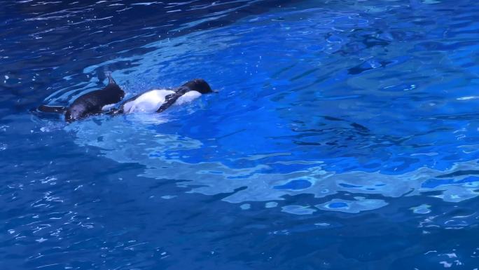 4K原创 小企鹅潜入水中