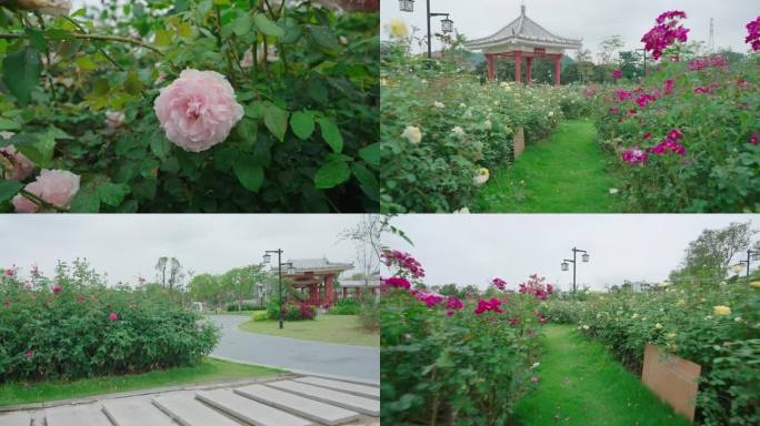 月季花 后花园 鲜花盛开 后院花开 公园