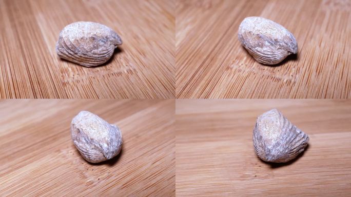 楞小嘴贝化石侏罗纪（1）