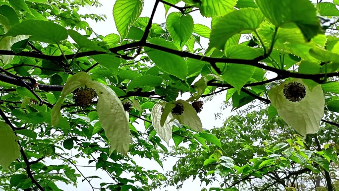 雨中盛开的鸽子花特写